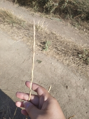 Thinopyrum elongatum