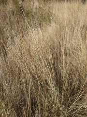 Thinopyrum elongatum