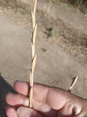 Thinopyrum elongatum