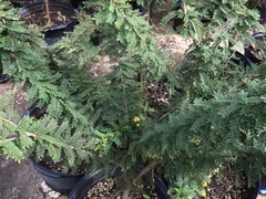 Senna polyphylla