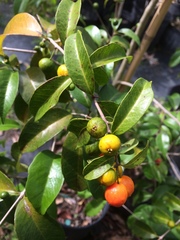 Eugenia pseudopsidium