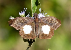 Theagenes albiplaga