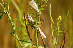 Schistocerca piceifrons