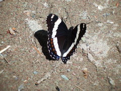 Limenitis arthemis rubrofasciata