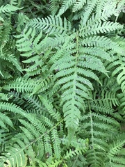 Phegopteris