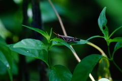 Omalotettix chapadensis