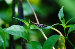 Omalotettix chapadensis