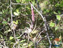 Tillandsia achyrostachys