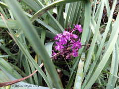 Orchis quadripunctata