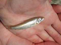 Hybognathus placitus