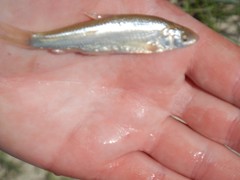 Hybognathus placitus