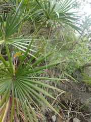 Eryngium ebracteatum