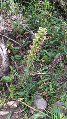 Pedicularis bracteosa