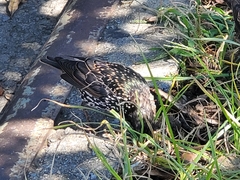 Sturnus vulgaris
