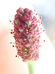 Eryngium ebracteatum