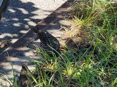 Sturnus vulgaris