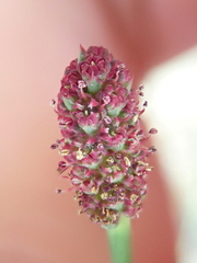 Eryngium ebracteatum