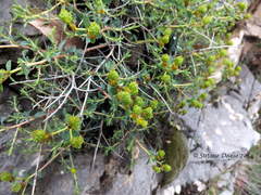 Euphorbia spinosa