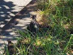 Sturnus vulgaris