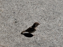 Passer domesticus