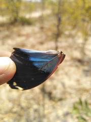 Charaxes bohemani