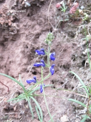 Salvia unicostata