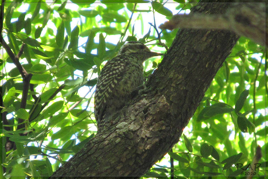Checkered Woodpecker illustration
