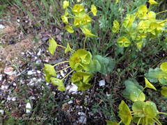 Euphorbia barrelieri