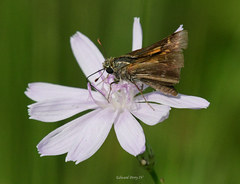 Hesperia attalus slossonae
