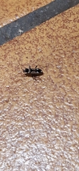 Raglius confusus