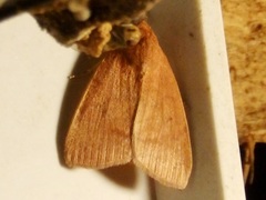 Maurilia