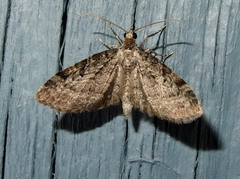 Lobophora nivigerata