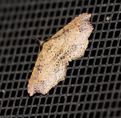 Philogethes metableta