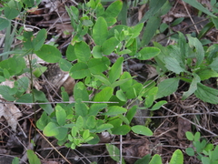 Lespedeza frutescens