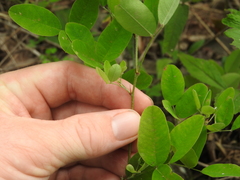 Lespedeza frutescens