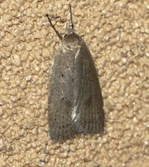Chezala silvestris