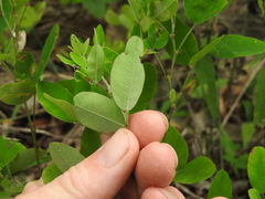 Lespedeza frutescens
