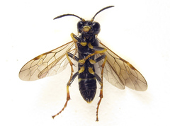Tenthredo amoena