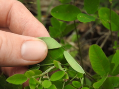 Lespedeza frutescens