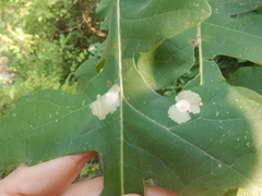 Tischeria quercitella