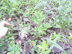 Lespedeza frutescens