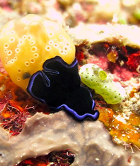 Pseudoceros caeruleocinctus