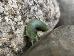 Trichiosoma triangulum