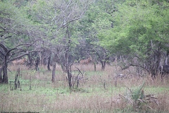 Alcelaphus buselaphus lichtensteinii