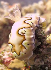 Goniobranchus coi
