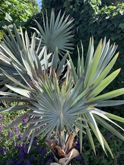 Bismarckia