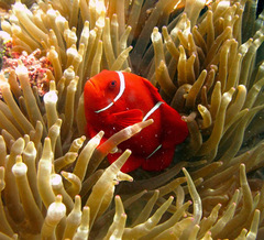 Amphiprion biaculeatus