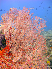 Melithaea ochracea