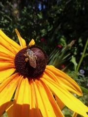 Halictus
