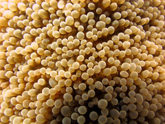 Physogyra lichtensteini